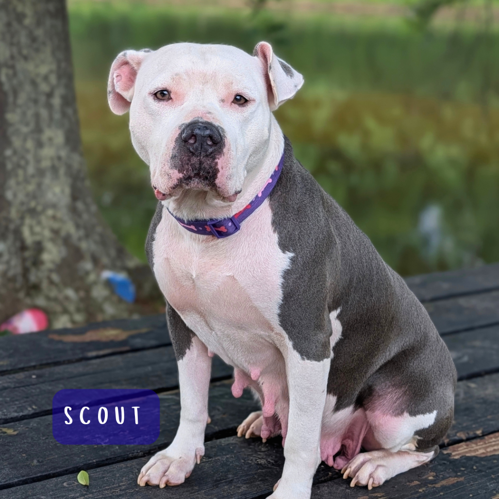 Scout 02-2126, photo 9