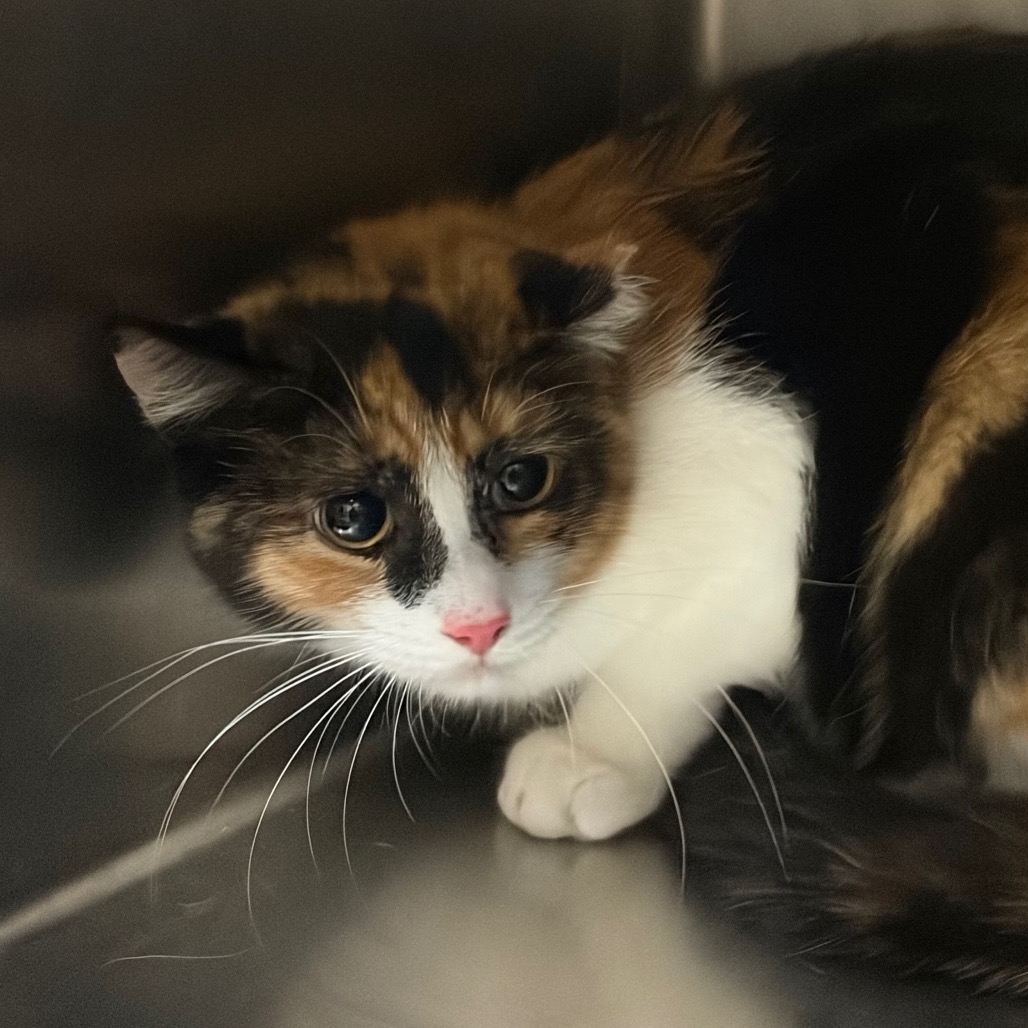 Athena — thumbnail 2