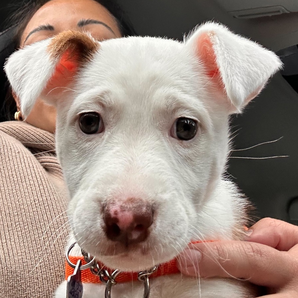 Maisie — thumbnail 2