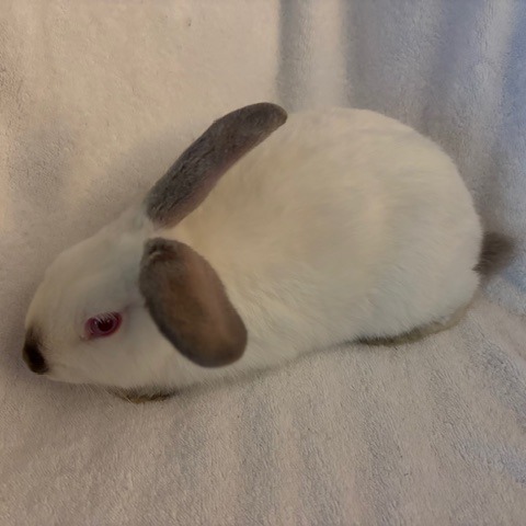 CIRCE - Dutch available for adoption