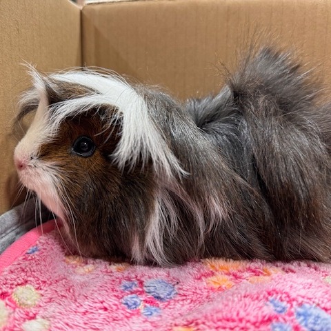 Penelope