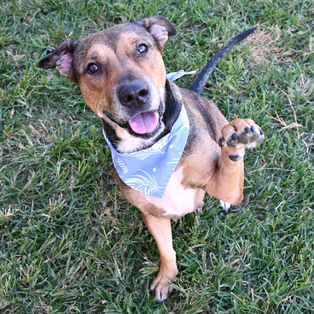 AURELIA - Shepherd / German available for adoption