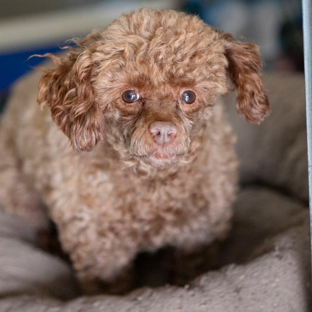 Chase (F26-05), photo 15