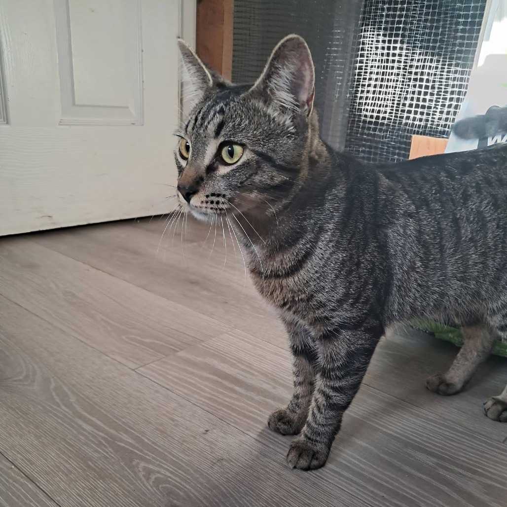 DENNIS - Domestic Shorthair for adoption in Gresham
