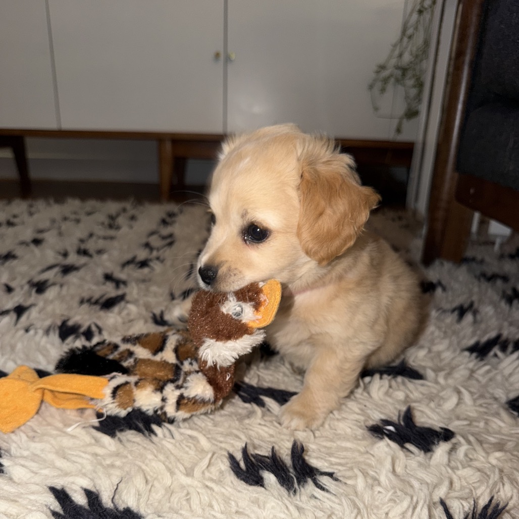 PRESLEY, photo 9