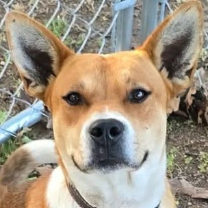 BETSY - Mixed Breed (Medium) available for adoption