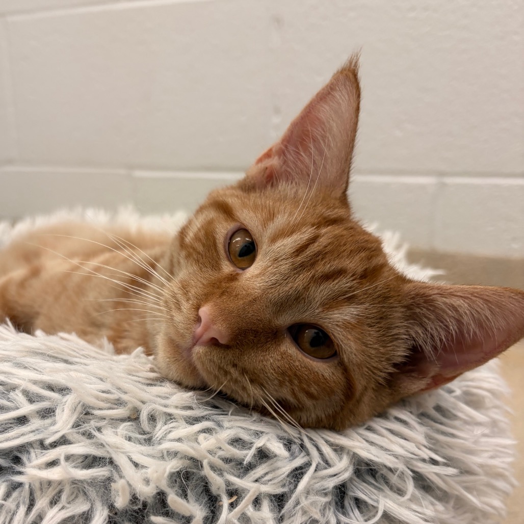 FOXTROT - Domestic Medium Hair available for adoption