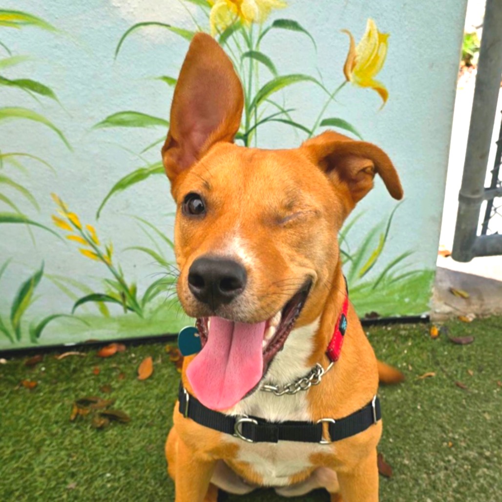 BAILEY - Terrier / Shepherd available for adoption