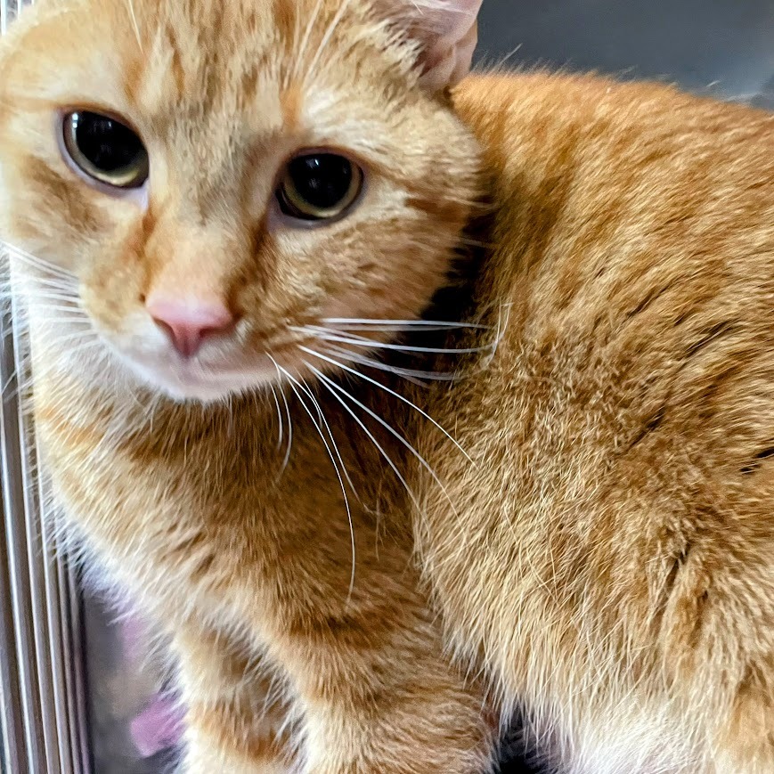 Jaxon — thumbnail 4