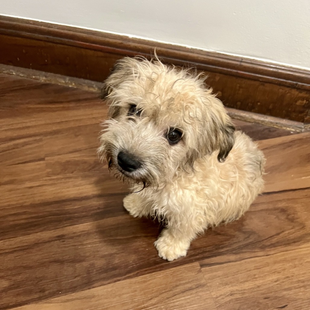 Bert