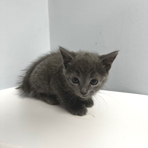 O'Malley — thumbnail 2