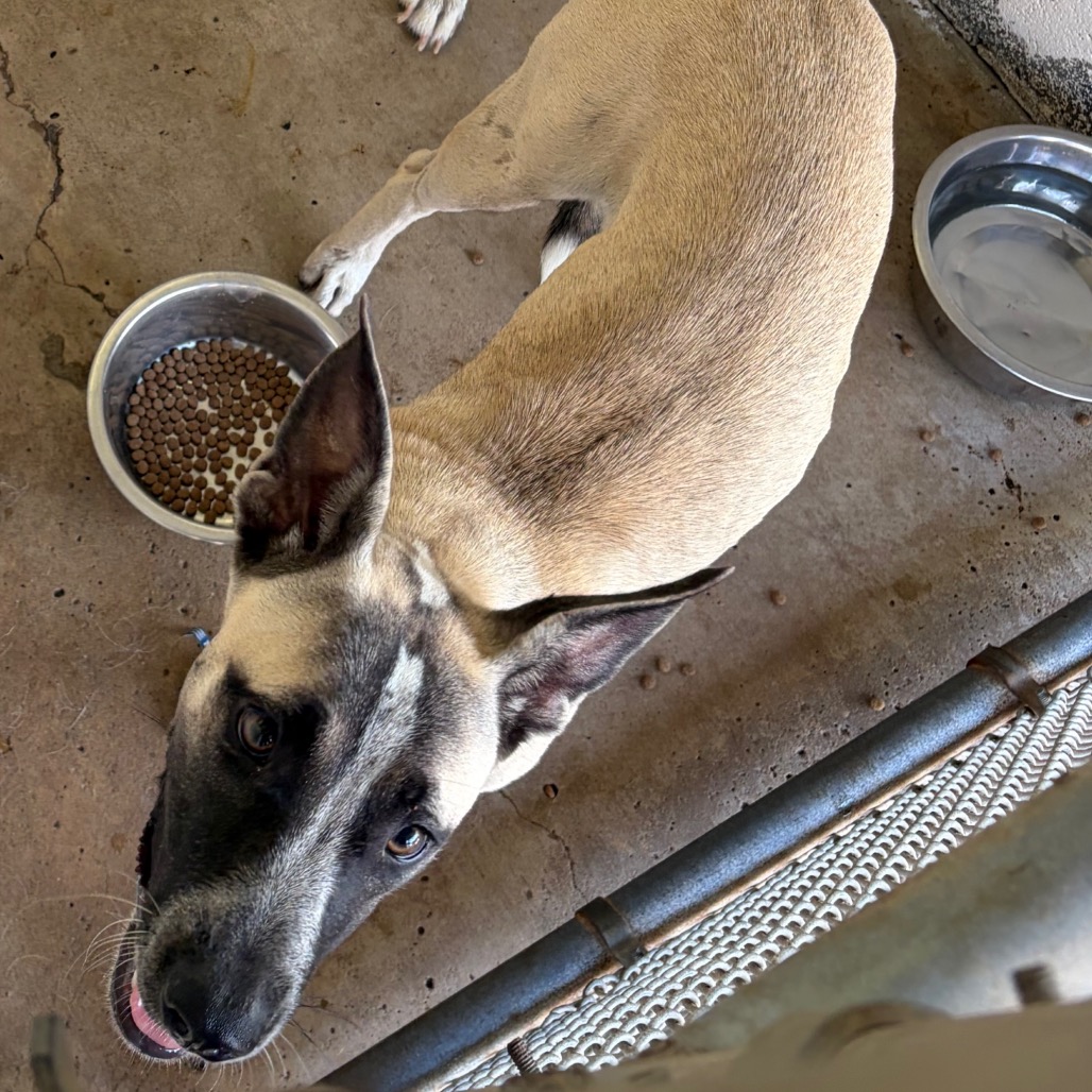 BELLA SWAN - Shepherd / Mixed Breed (Medium) available for adoption