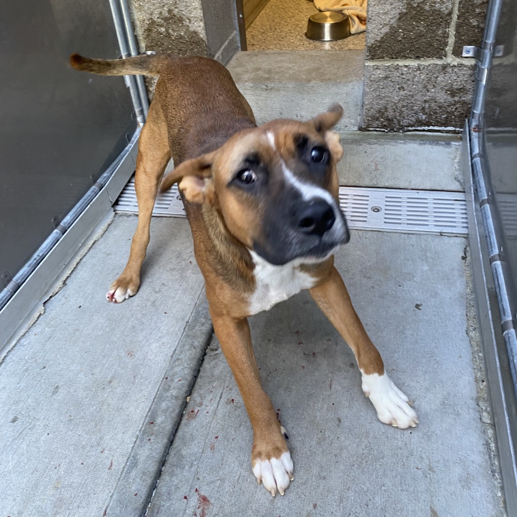 HERCULES - Shepherd / Mixed Breed (Medium) available for adoption