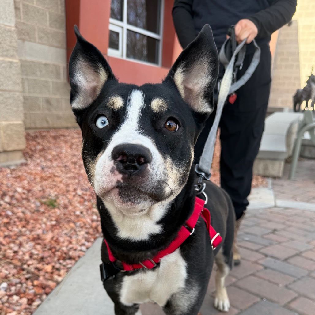 Ducky — thumbnail 4