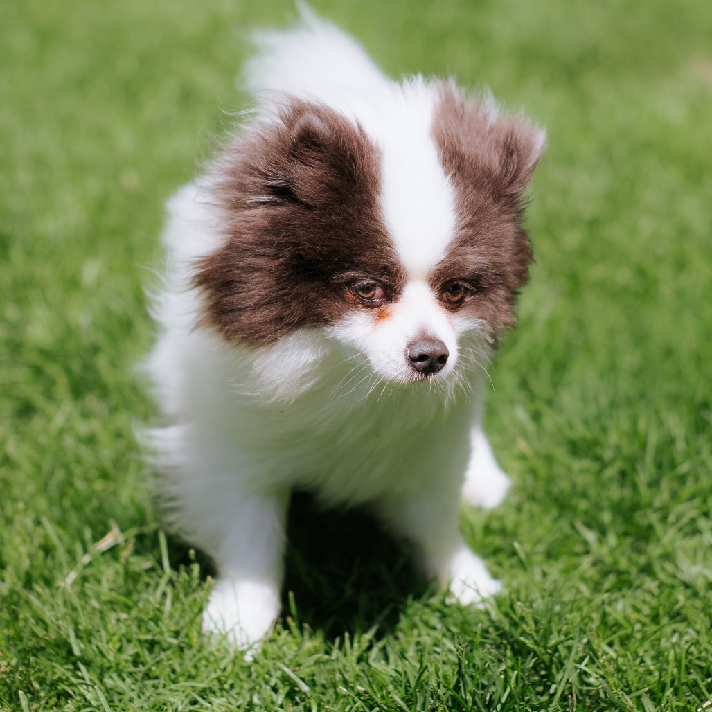 Pomeranian