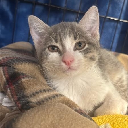 JULIUS THE SECOND - Domestic Shorthair available for adoption