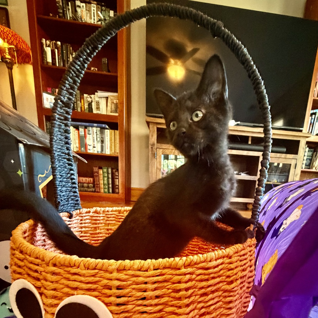 BOO - Domestic Shorthair available for adoption