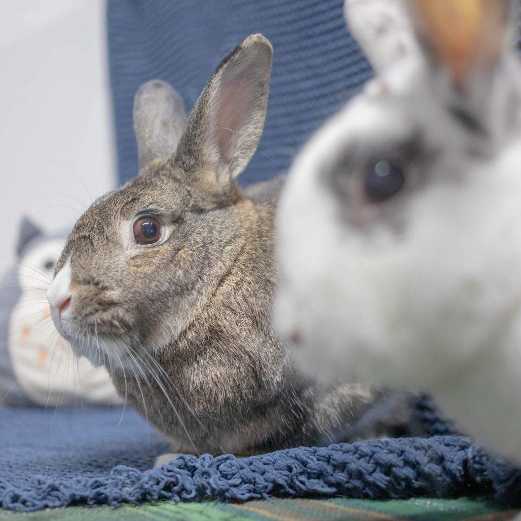 Bowie (bonded to Pippa), photo 11