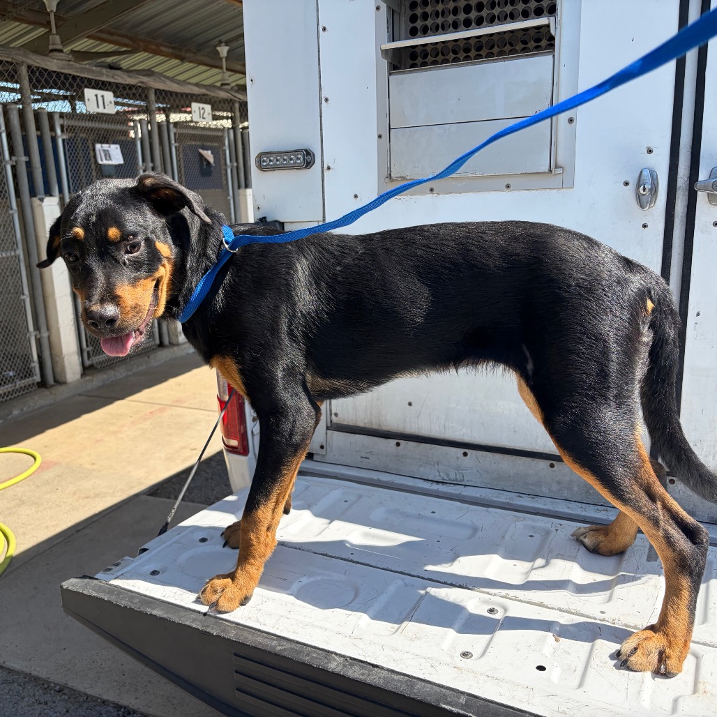 KALUA - Rottweiler / Mixed Breed (Large) available for adoption