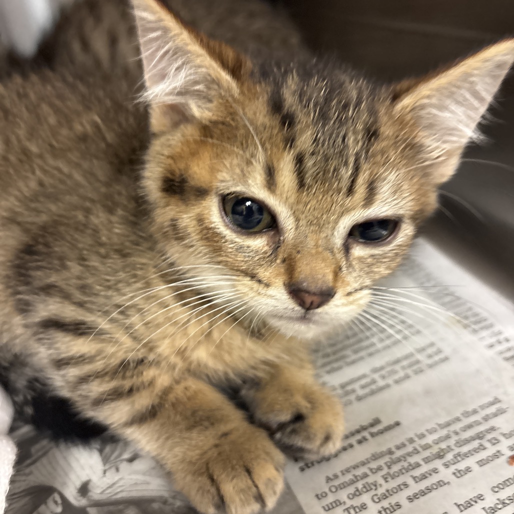 CHARLES - Domestic Shorthair available for adoption