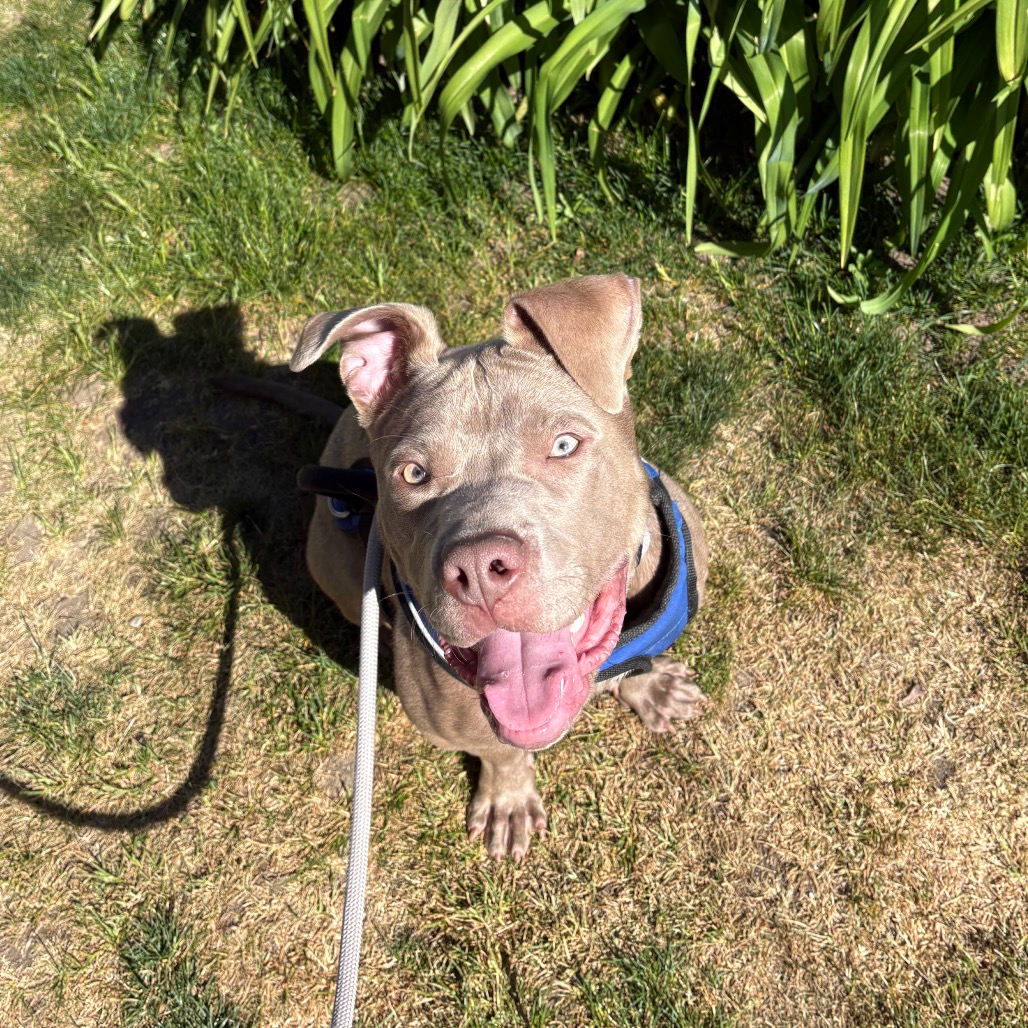 Diesel