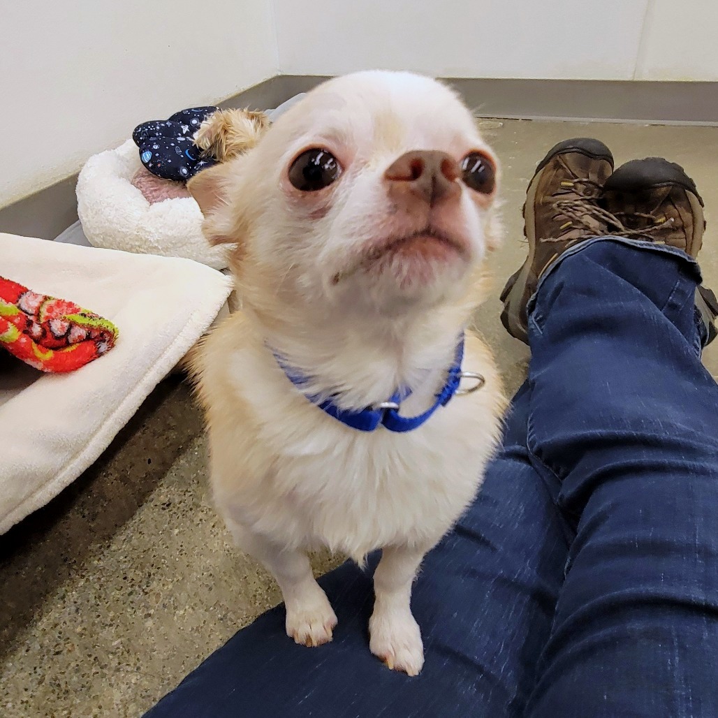 Marshmallow — thumbnail 5