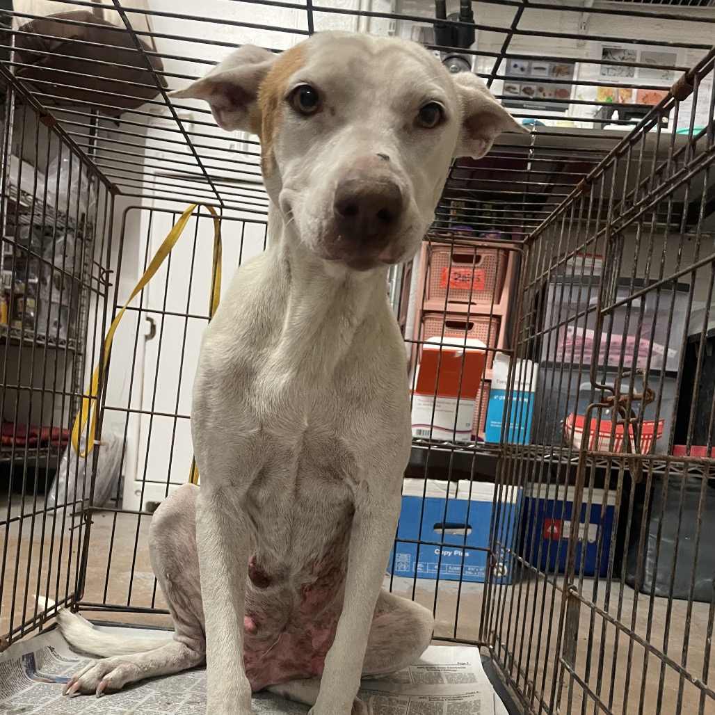 COTTONELLE (GUERA) - Terrier, American Pit Bull / Mix available for adoption