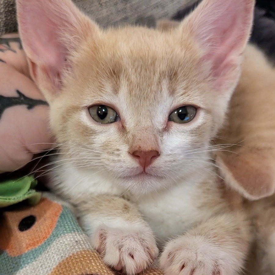 HONEY - Domestic Shorthair available for adoption