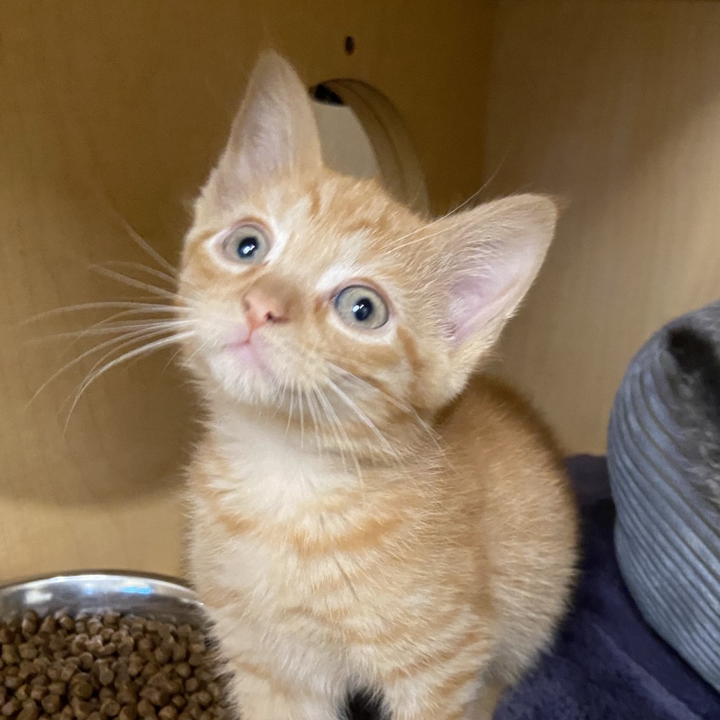 FRIED - Domestic Shorthair available for adoption