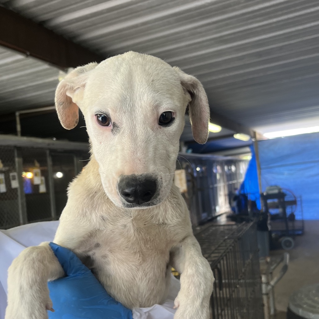 GIBBIE - Mixed Breed (Medium) available for adoption