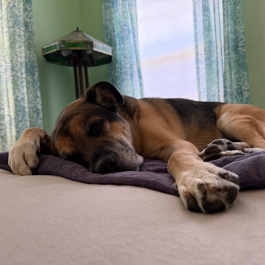 Ranger, photo 23