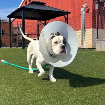 Melabeans — thumbnail 4