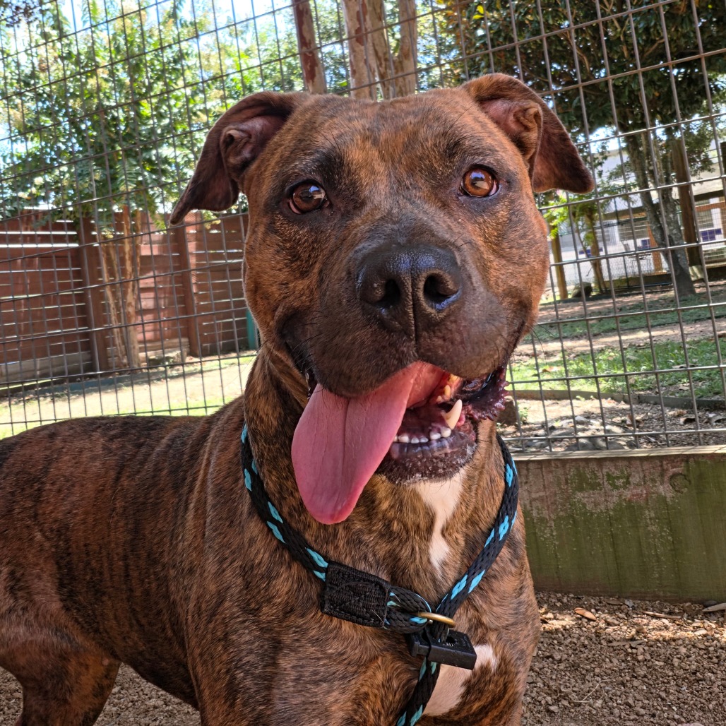 RASPBERRY - Terrier / American Pit Bull available for adoption