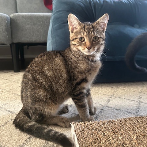 PUDDLE - Domestic Shorthair for adoption in Dayton