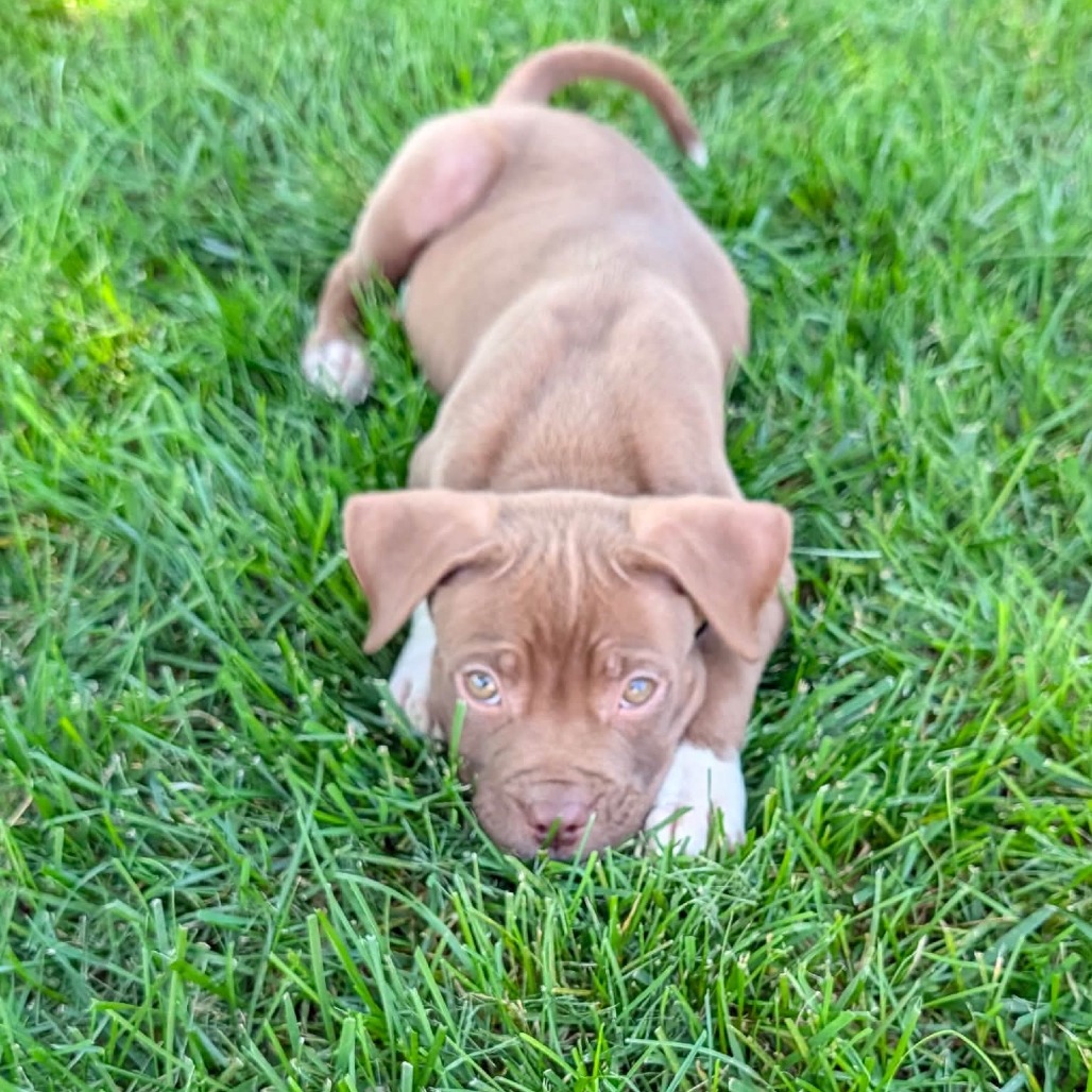 LEMMING - Mixed Breed (Medium) available for adoption
