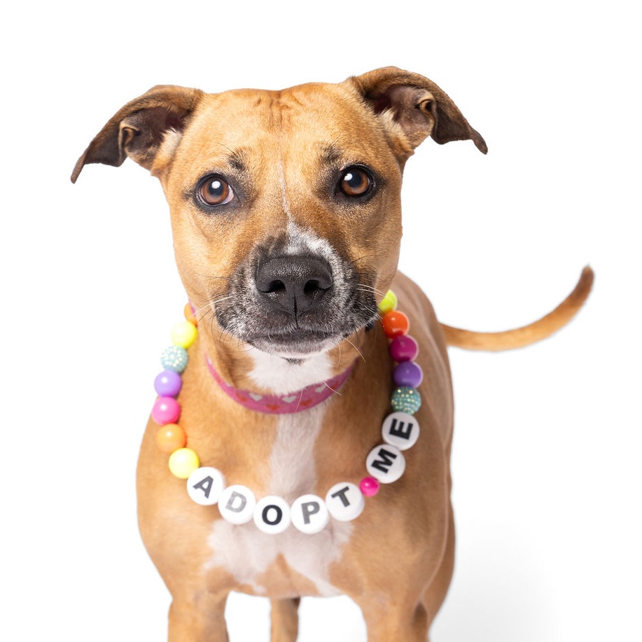 BABYCAKES - Black Mouth Cur / Boxer for adoption in Fort Lauderdale