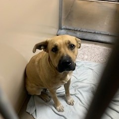 Kennel#11 Little Momma's preview photo