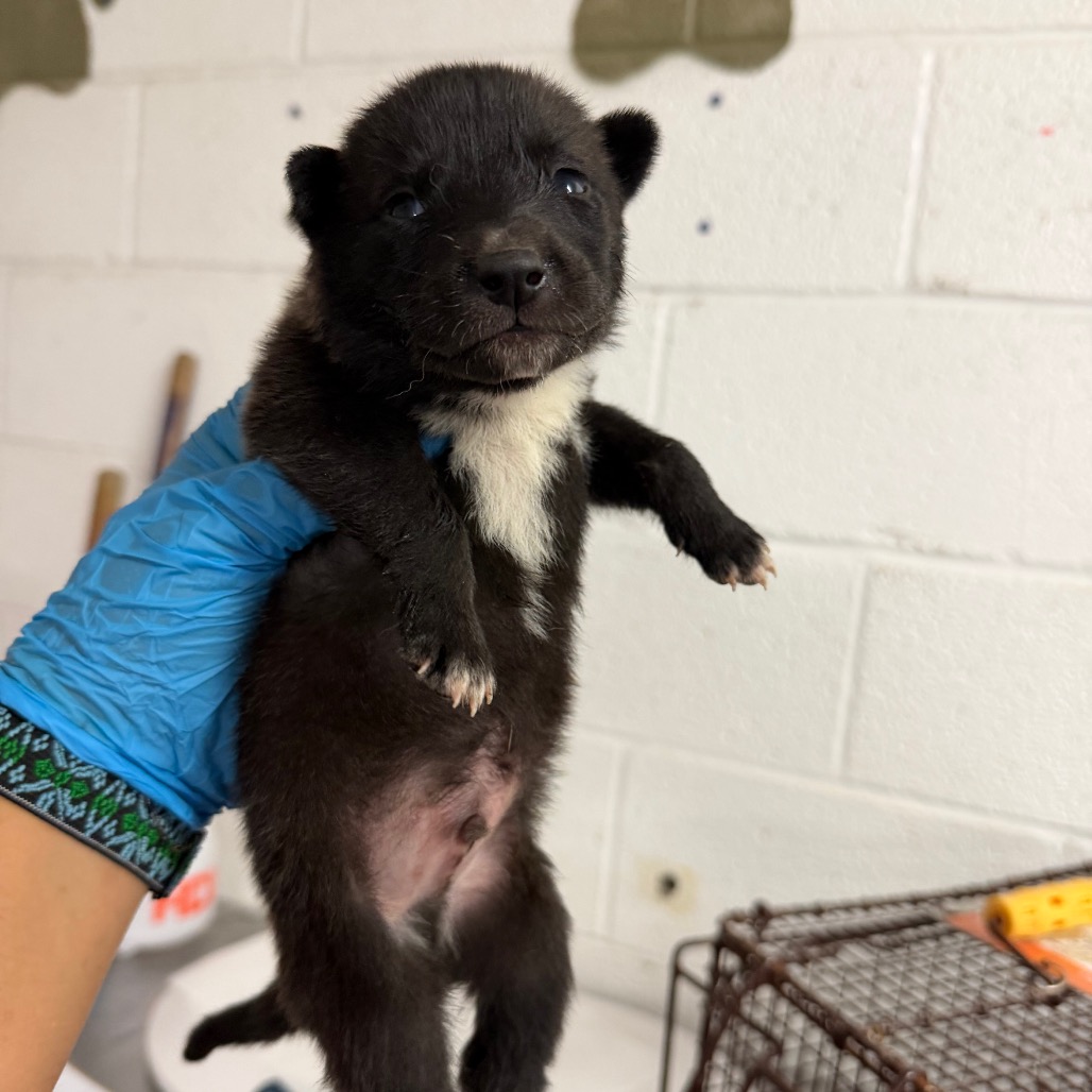 NUTMEG - Shepherd available for adoption