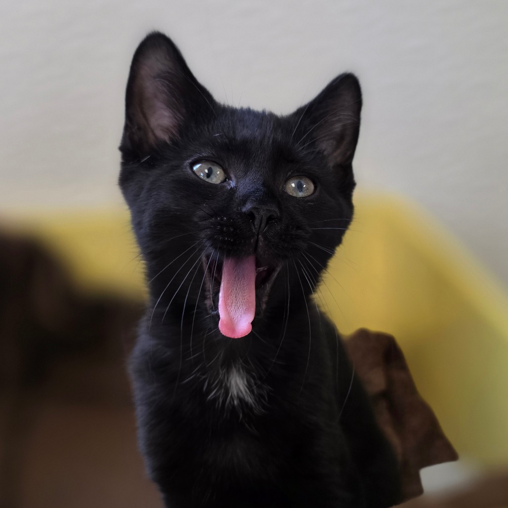Mieze