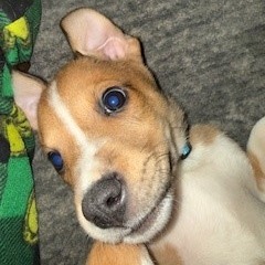 Willie, photo 4