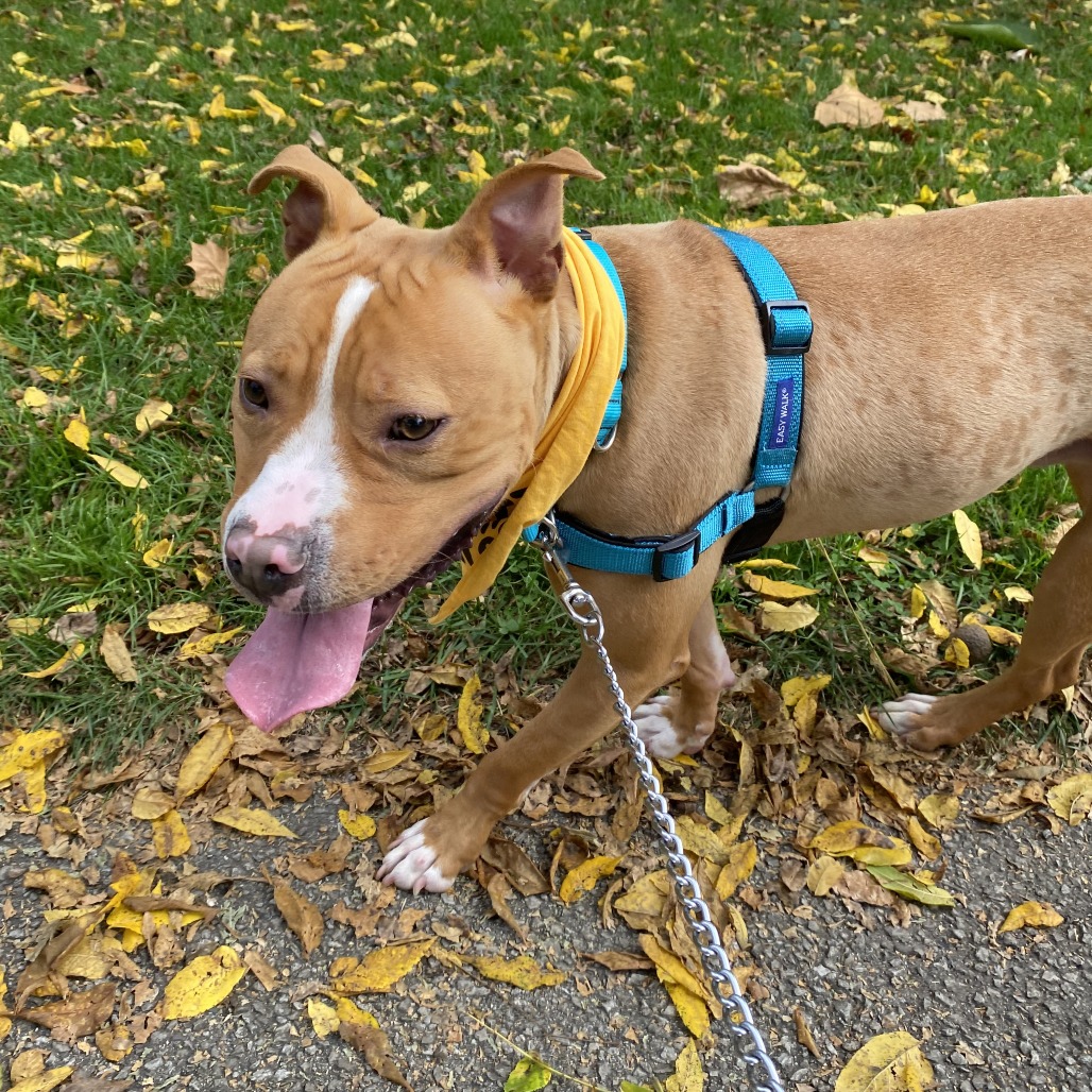 Milo