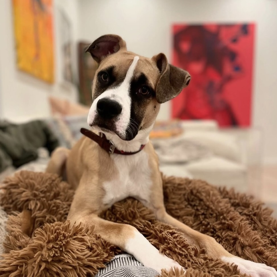 Apache Kid — thumbnail 7