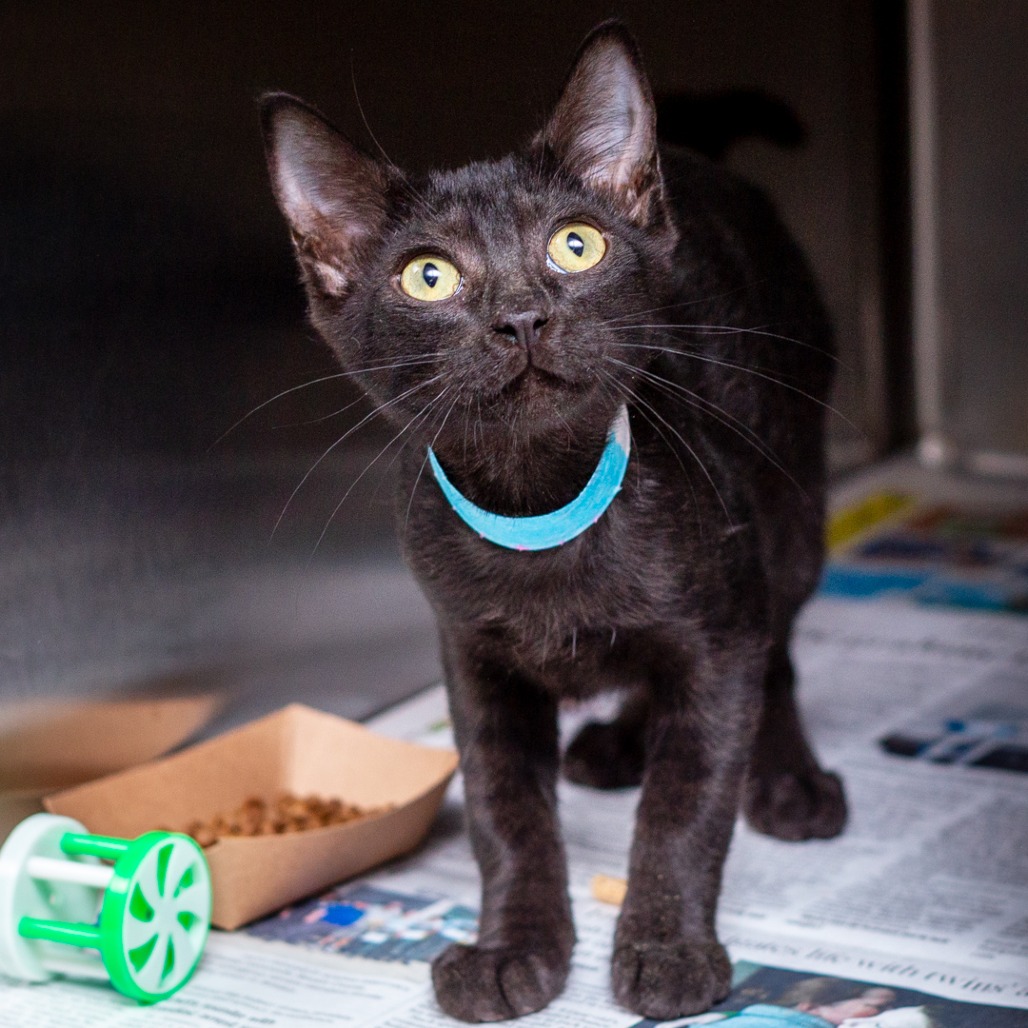 LARRY - Domestic Shorthair / Mix available for adoption