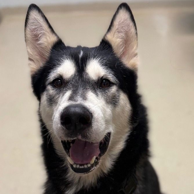 COMET - Husky / Siberian available for adoption