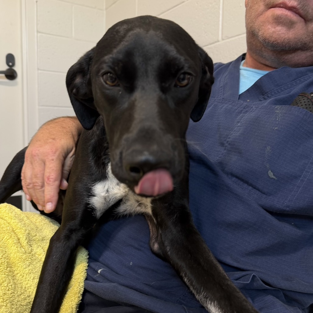 Flower - Black Mouth Cur for adoption in Florida