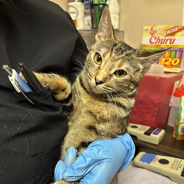 CAMI - Domestic Shorthair available for adoption