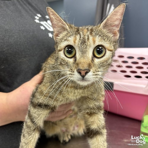 CHEX MIX - Domestic Shorthair available for adoption