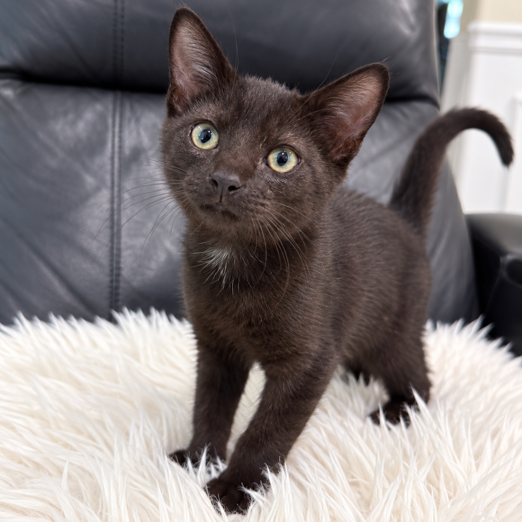 DILO BONDED WITH REX - Domestic Shorthair available for adoption