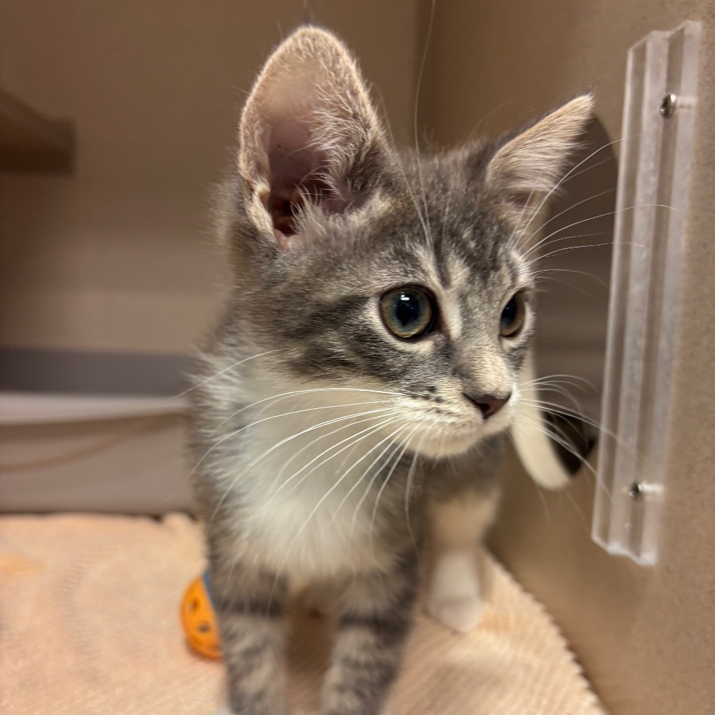 Freddie - Domestic Medium Hair/Mix