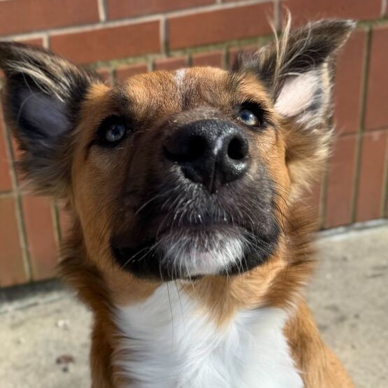 Cooper — thumbnail 4